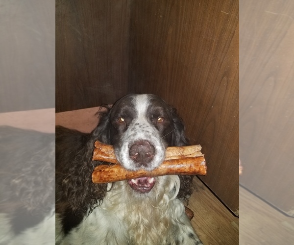 Medium Photo #1  Breeder Profile in STEVENSVILLE, MI, USA