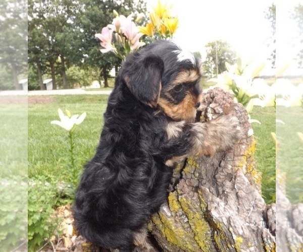 Medium Photo #8  Breeder Profile in CASSVILLE, MO, USA