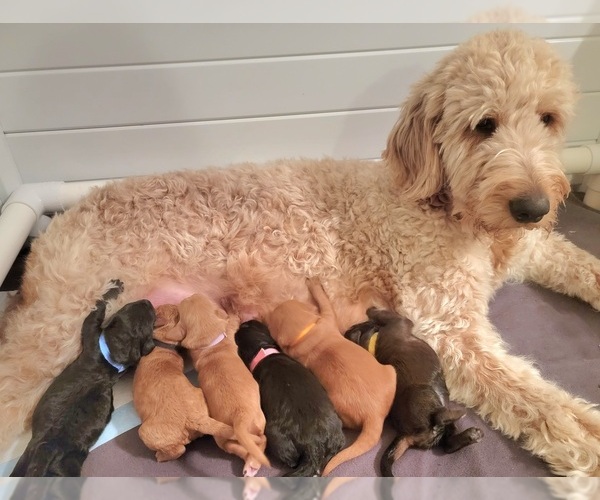 Medium Photo #1  Breeder Profile in PEORIA, AZ, USA