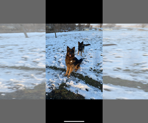 German Shepherd Dog Dog Breeder near ALLENSVILLE, PA, USA
