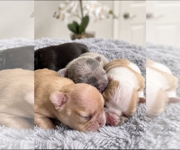 Medium Photo #3  Breeder Profile in SACRAMENTO, CA, USA