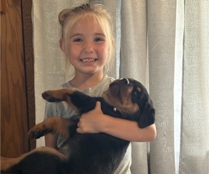Rottweiler Dog Breeder near GILBERT, WV, USA