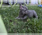 Small breeder photo