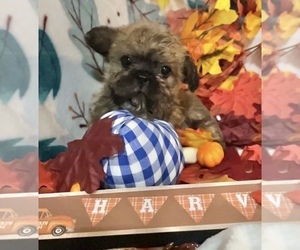 French Bulldog Dog Breeder near DENTON, MD, USA