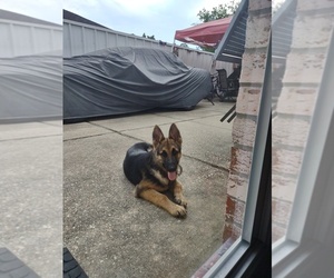 German Shepherd Dog Dog Breeder near MARRERO, LA, USA