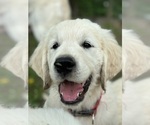 Small #1 Breeder Profile image