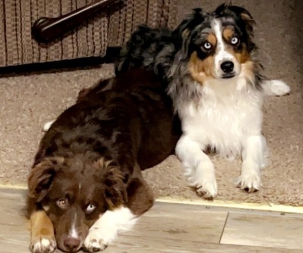 Medium Photo #1  Breeder Profile in CONCEPTION, MO, USA