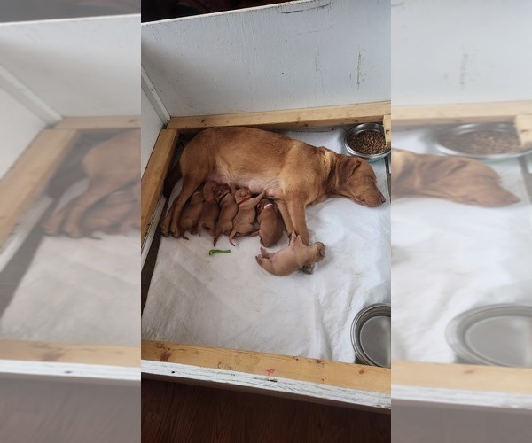 Medium Photo #31  Breeder Profile in BUFFALO, NY, USA