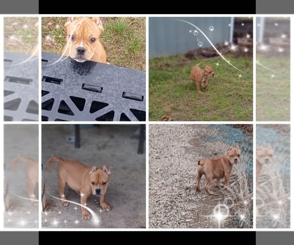 Medium Photo #2  Breeder Profile in KILLEEN, TX, USA