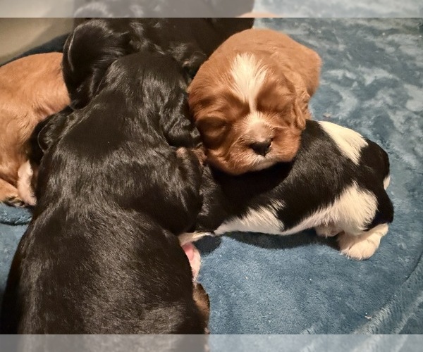 Medium Photo #5  Breeder Profile in WAXAHACHIE, TX, USA