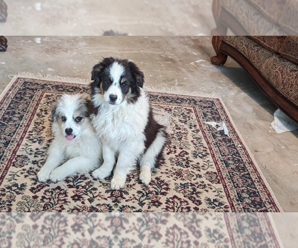 Medium Photo #1  Breeder Profile in ROY, UT, USA