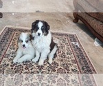 Small breeder photo