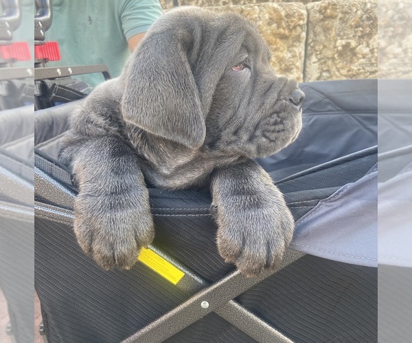 Medium Photo #3  Breeder Profile in SAN MARCOS, TX, USA