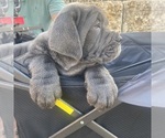 Small #2 Breeder Profile image