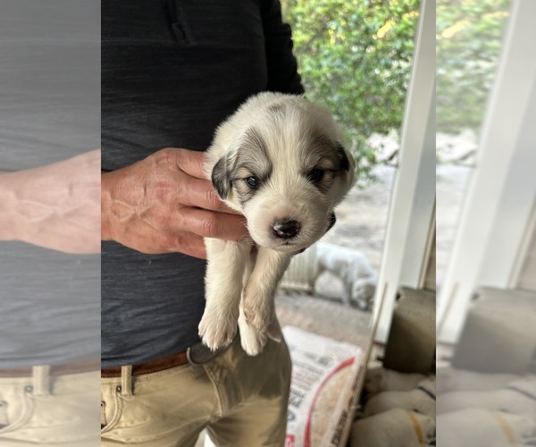 Medium Photo #1  Breeder Profile in GILBERT, SC, USA