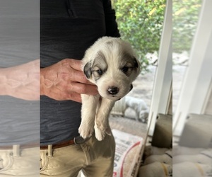 Great Pyrenees Dog Breeder near GILBERT, SC, USA