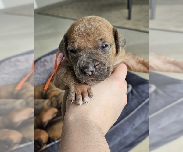 Medium Photo #10  Breeder Profile in BUMPASS, VA, USA