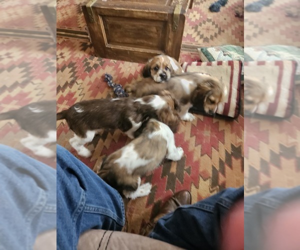 Medium Photo #3  Breeder Profile in FANCY GAP, VA, USA