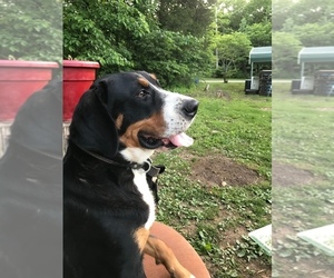 Greater Swiss Mountain Dog Dog Breeder in IRONDALE,  USA