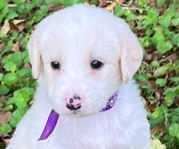 Medium Photo #1  Breeder Profile in NOTTINGHAM, PA, USA