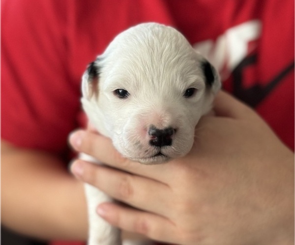 Medium Photo #1  Breeder Profile in RUSSELLVILLE, AR, USA