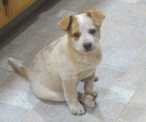 Australian Cattle Dog Dog Breeder near PINE GROVE, PA, USA