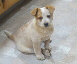 Small breeder photo