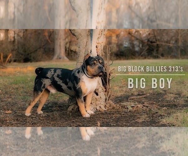 Medium Photo #1  Breeder Profile in DETROIT, MI, USA