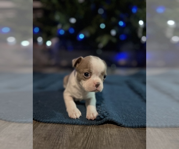Medium Photo #1  Breeder Profile in SAN ANGELO, TX, USA