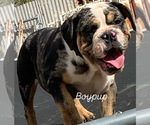 Small Photo #9  Breeder Profile in VICTORVILLE, CA, USA