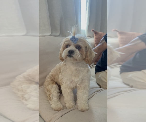 Medium Photo #11  Breeder Profile in LANCASTER, CA, USA