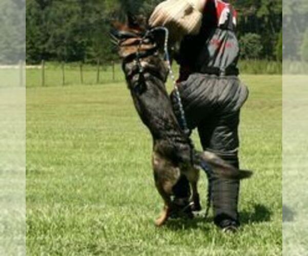 Medium Photo #5  Breeder Profile in BROOKSVILLE, FL, USA