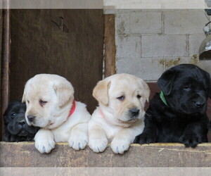 Labrador Retriever Dog Breeder near LOUDONVILLE, OH, USA