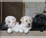 Small breeder photo