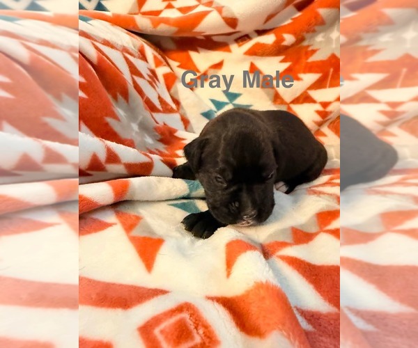 Medium Photo #12  Breeder Profile in WALNUT GROVE, MO, USA