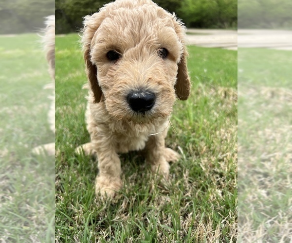 Medium Photo #2  Breeder Profile in EDMOND, OK, USA