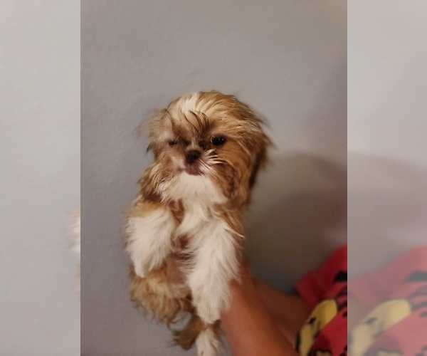 Medium Photo #8  Breeder Profile in WESLEY CHAPEL, FL, USA