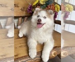 Small #44 Breeder Profile image