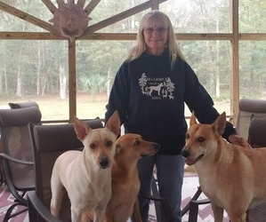 Carolina Dog Dog Breeder near CRAWFORDVILLE, FL, USA