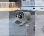 Small #102 Breeder Profile image