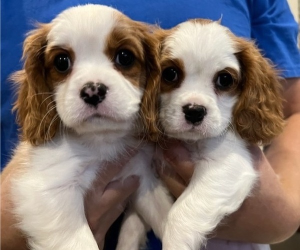 Medium Photo #1  Breeder Profile in FRISCO, TX, USA
