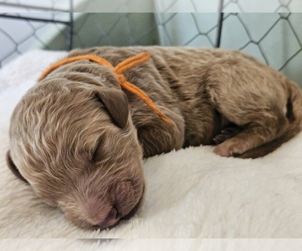 Medium Photo #10  Breeder Profile in INDIANAPOLIS, IN, USA