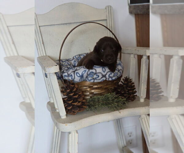 Medium Photo #14  Breeder Profile in FLORA, IL, USA