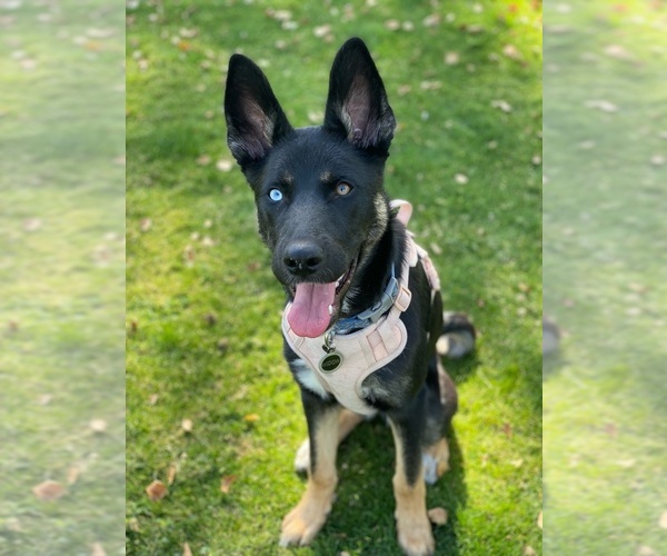 Medium Photo #1  Breeder Profile in PEORIA, AZ, USA