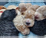 Small #1 Breeder Profile image