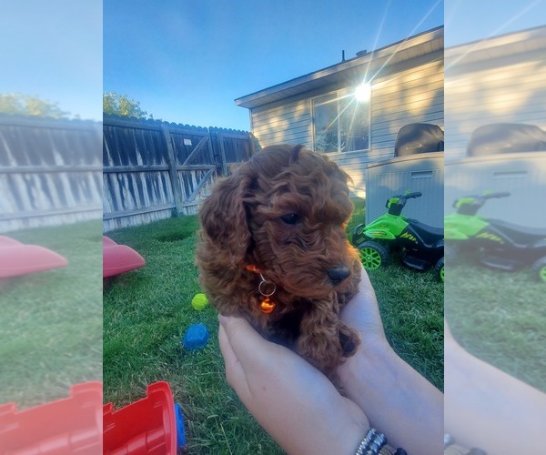 Medium Photo #1  Breeder Profile in CHUBBUCK, ID, USA