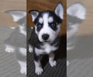 Siberian Husky Dog Breeder in FENTON,  USA