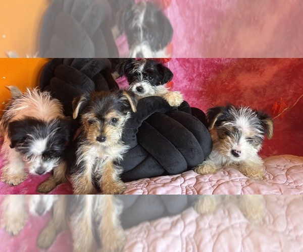 Medium Photo #2  Breeder Profile in WADESBORO, NC, USA