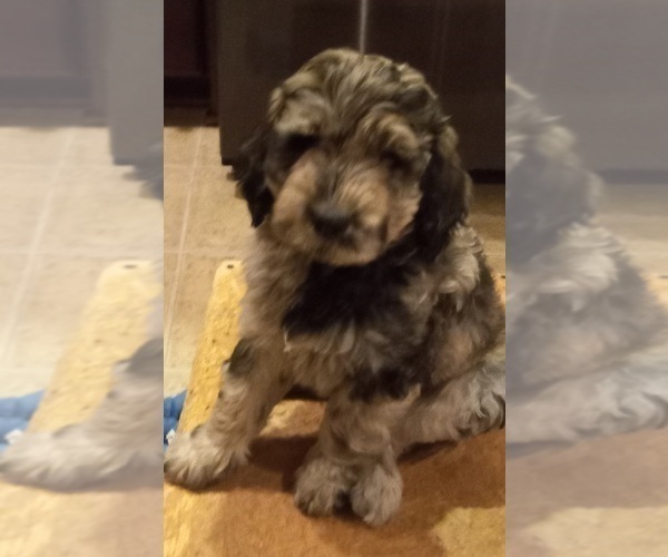 Medium Photo #4  Breeder Profile in JEFFERSONTOWN, KY, USA