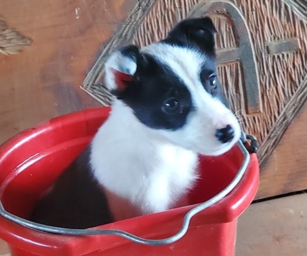 Medium Photo #1  Breeder Profile in JUNCTION CITY, OR, USA